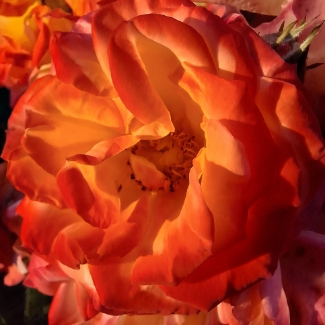 Rose orange